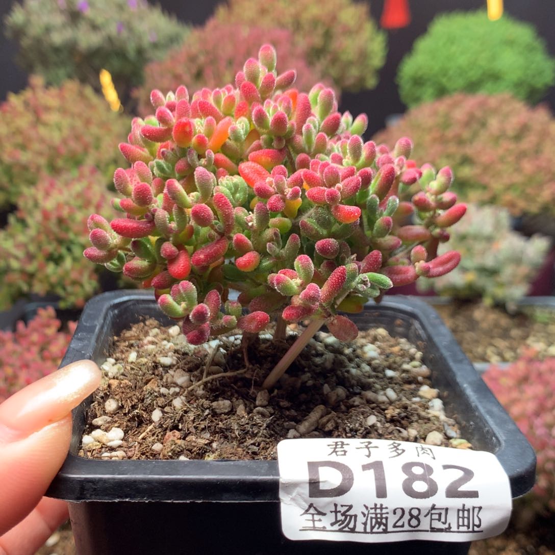 182红宝石。        