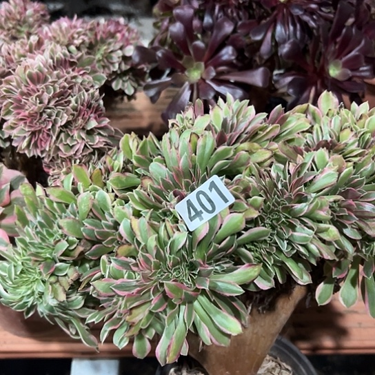 兰***草多肉植物一个女神401