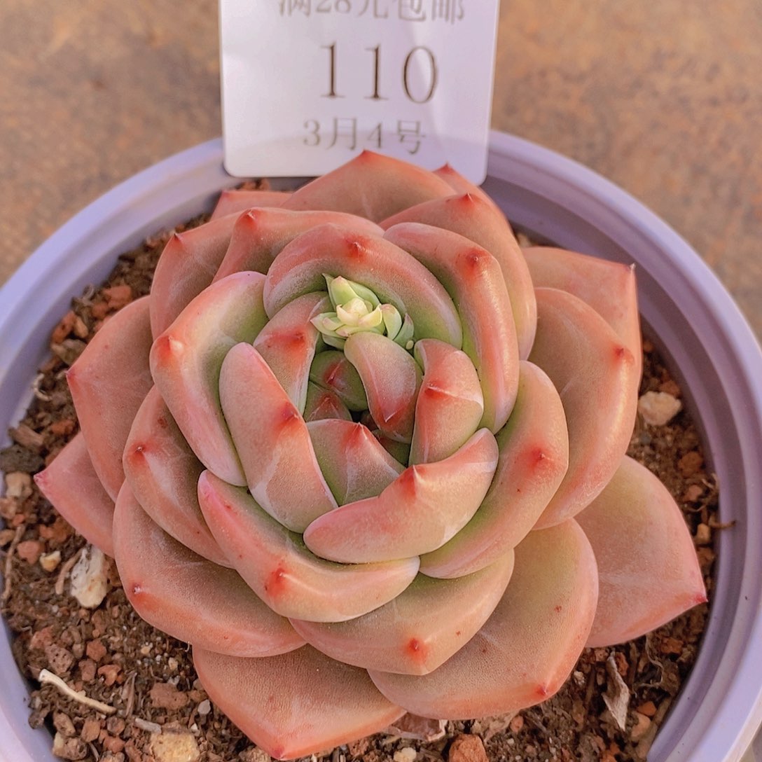 【闪购商品】云110