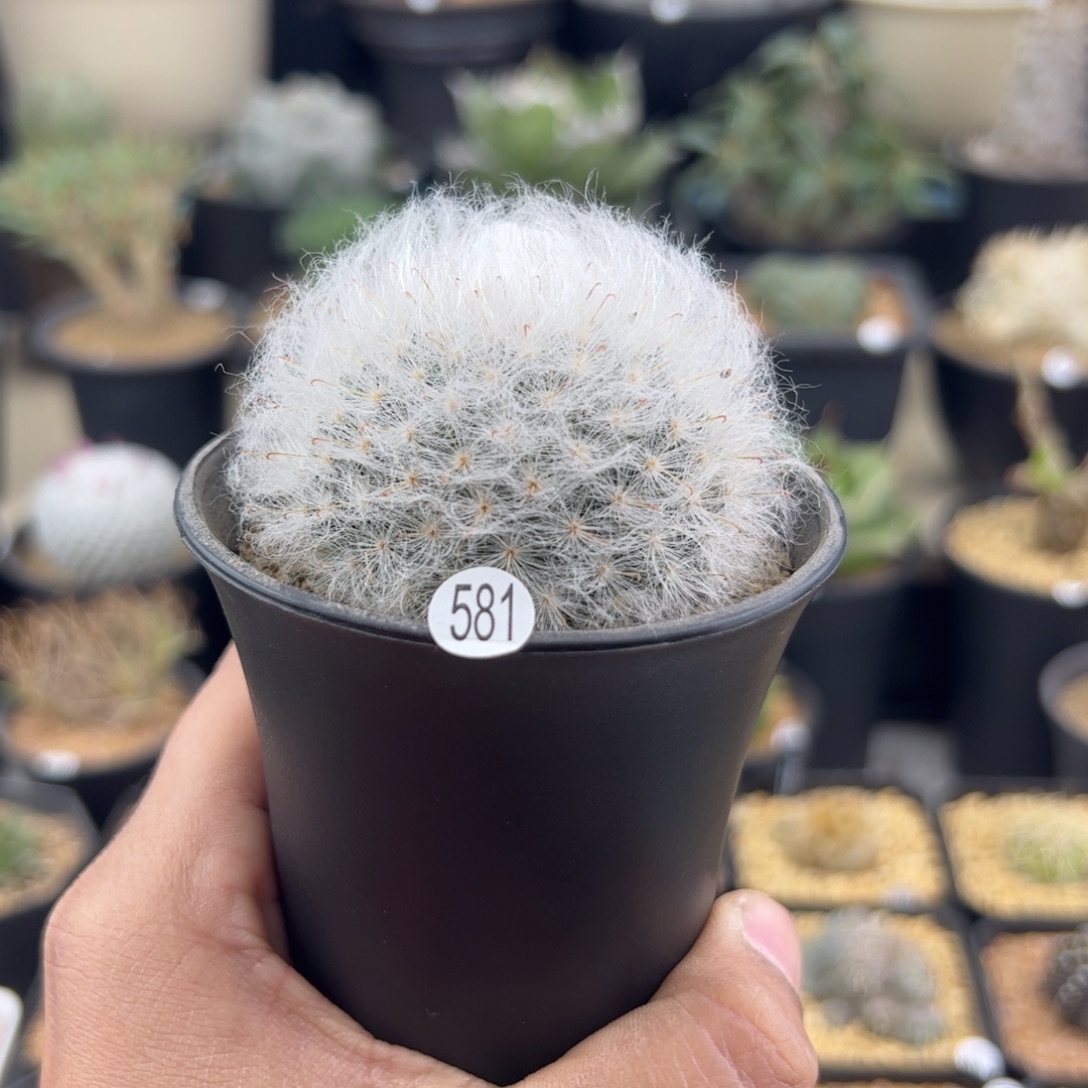 白云高沙毛毛球一物一拍581