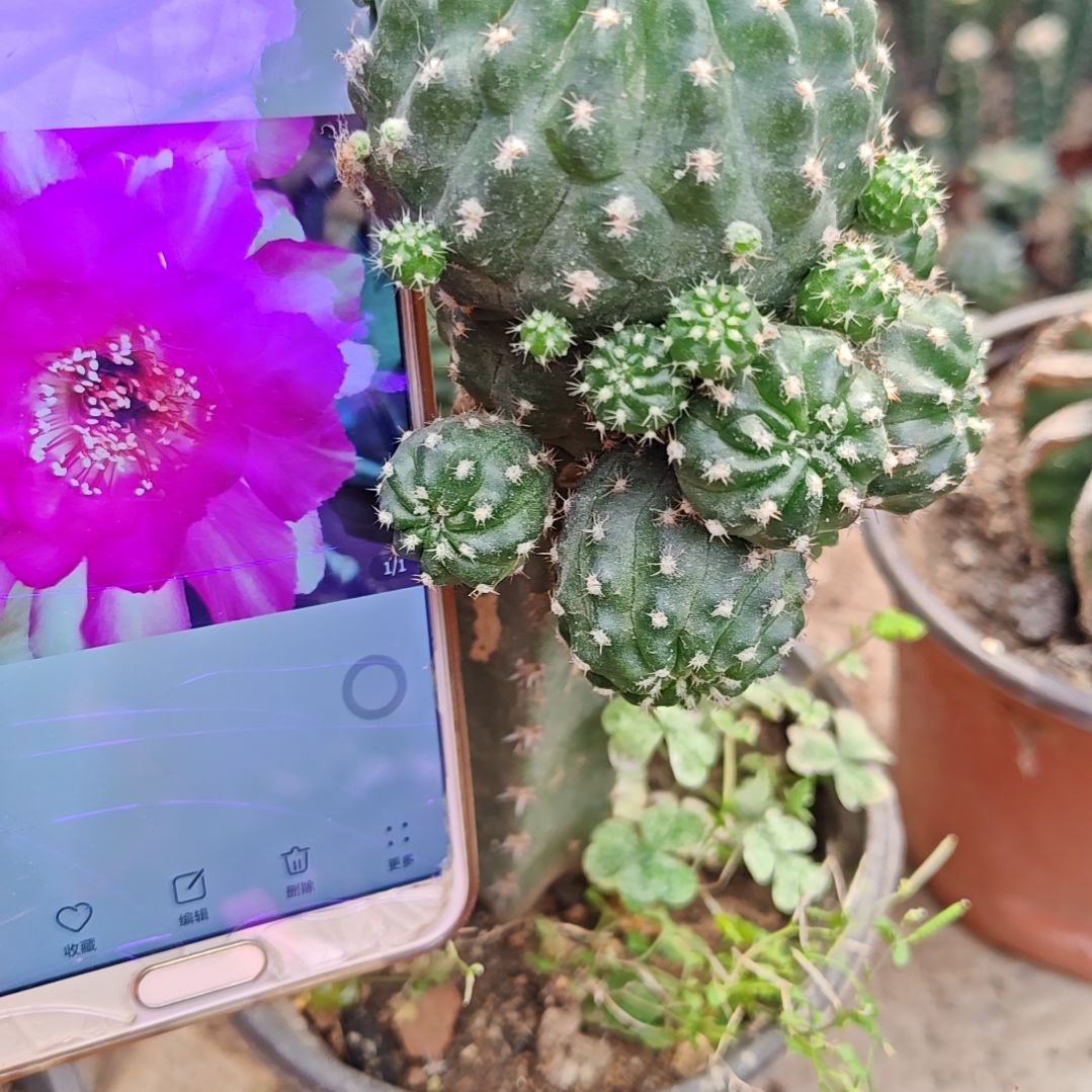 红拂女群头丽花秀普嫁接福258