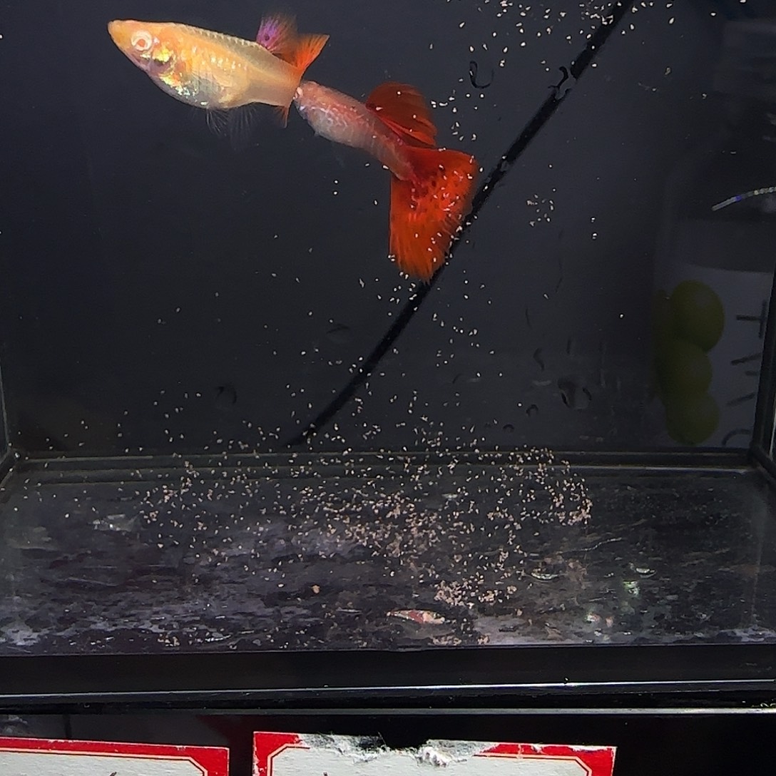 孔雀鱼蛇纹红尾一对