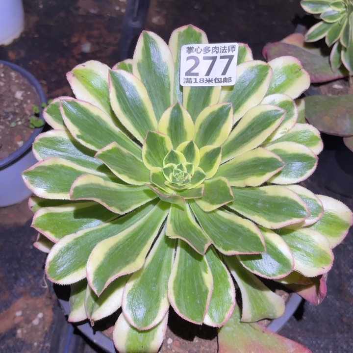 277保时捷掌心多肉法师锦不包侧枝断枝