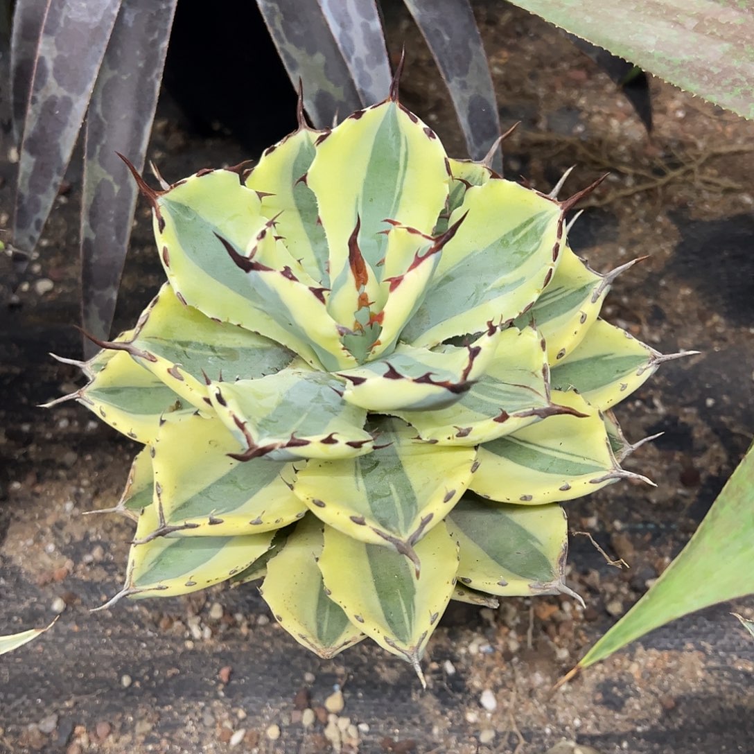 吉祥冠宽腹轮锦龙舌兰