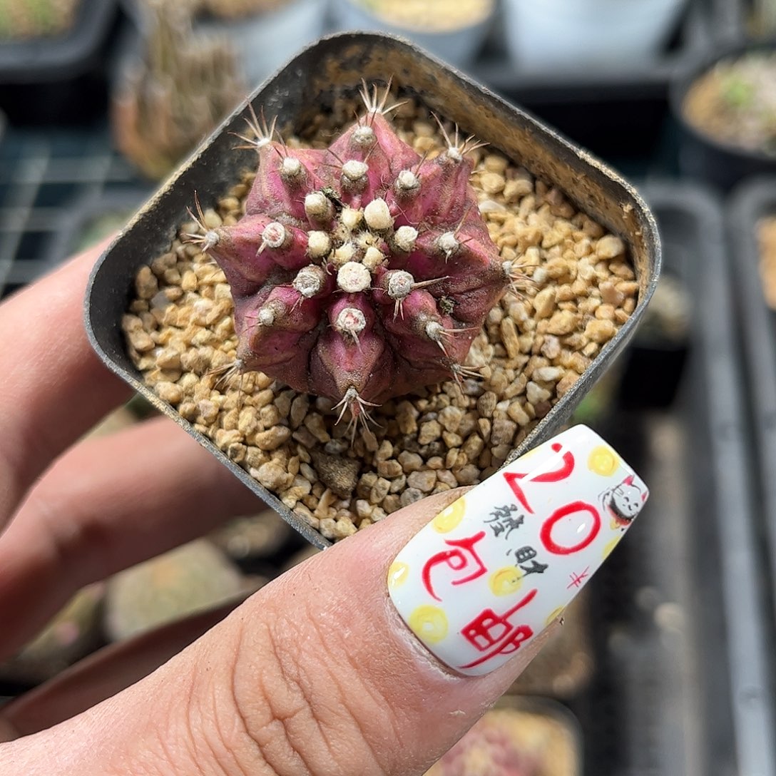 海神钻石锦单头发货有根