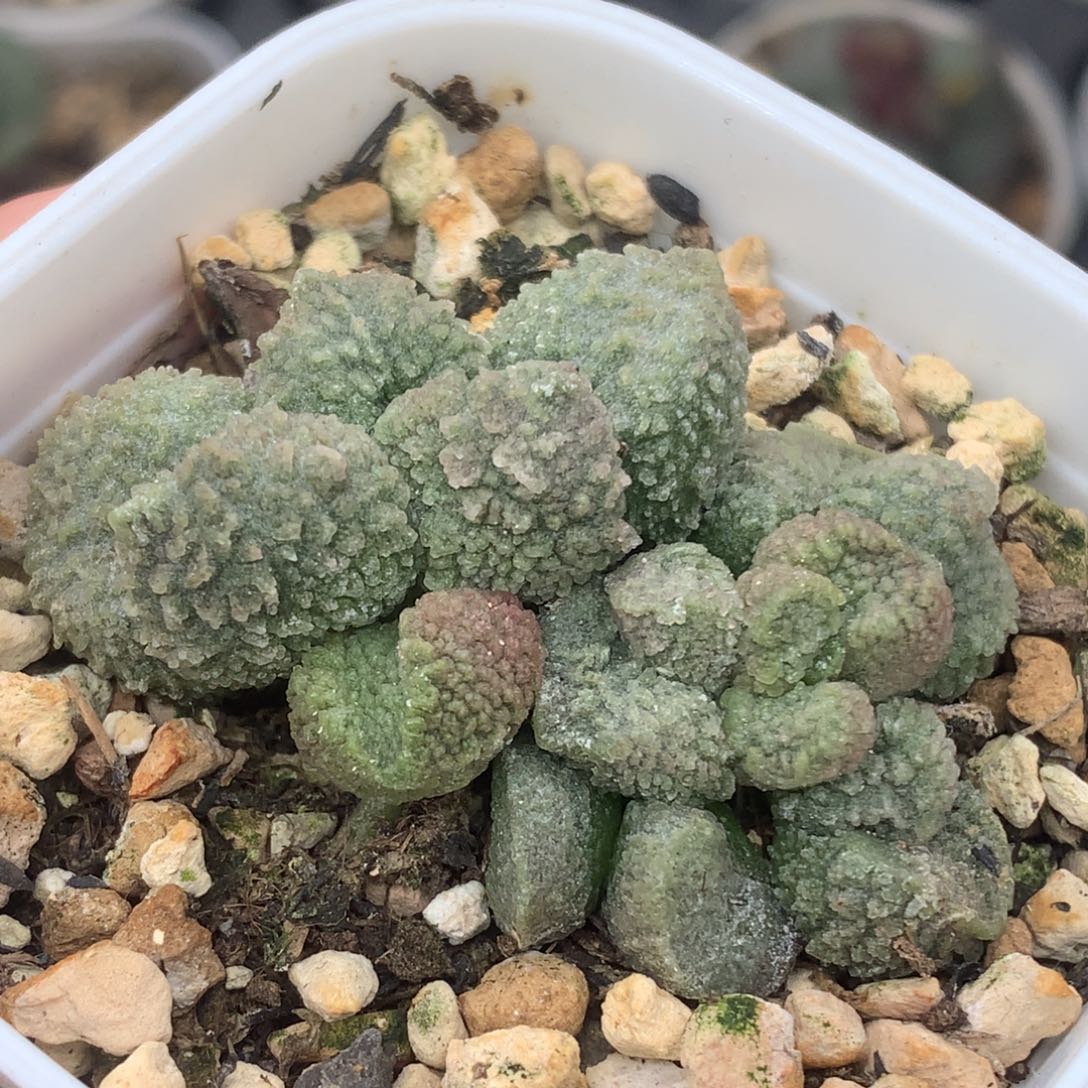 实生水泡 一物一拍