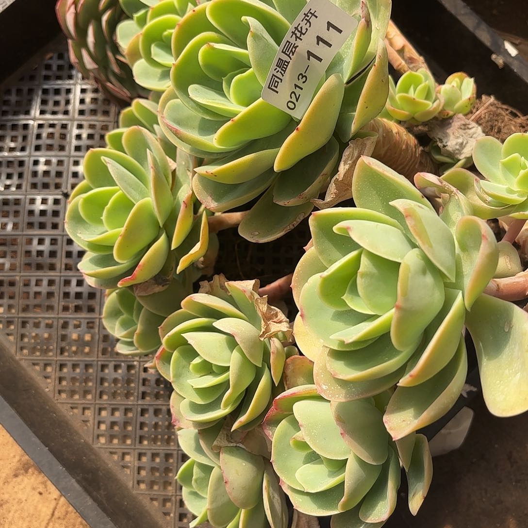 同温层多肉111骑兵