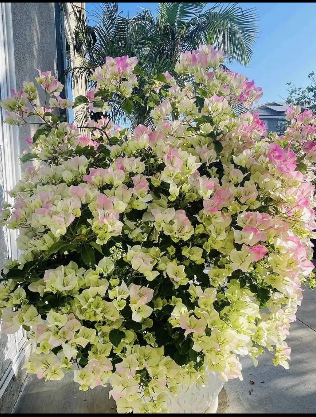 椿屿（19）彩色三角梅直播一物一拍原盆原土带花发货云南基地直发