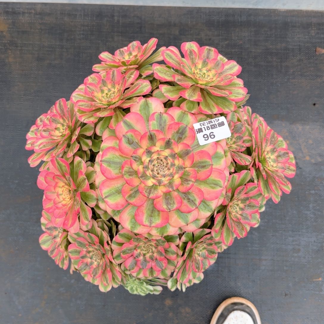 粉钻法师多肉植物96