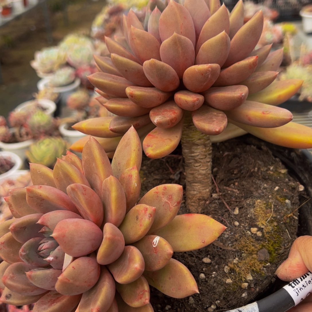 黄金象牙双头大老桩