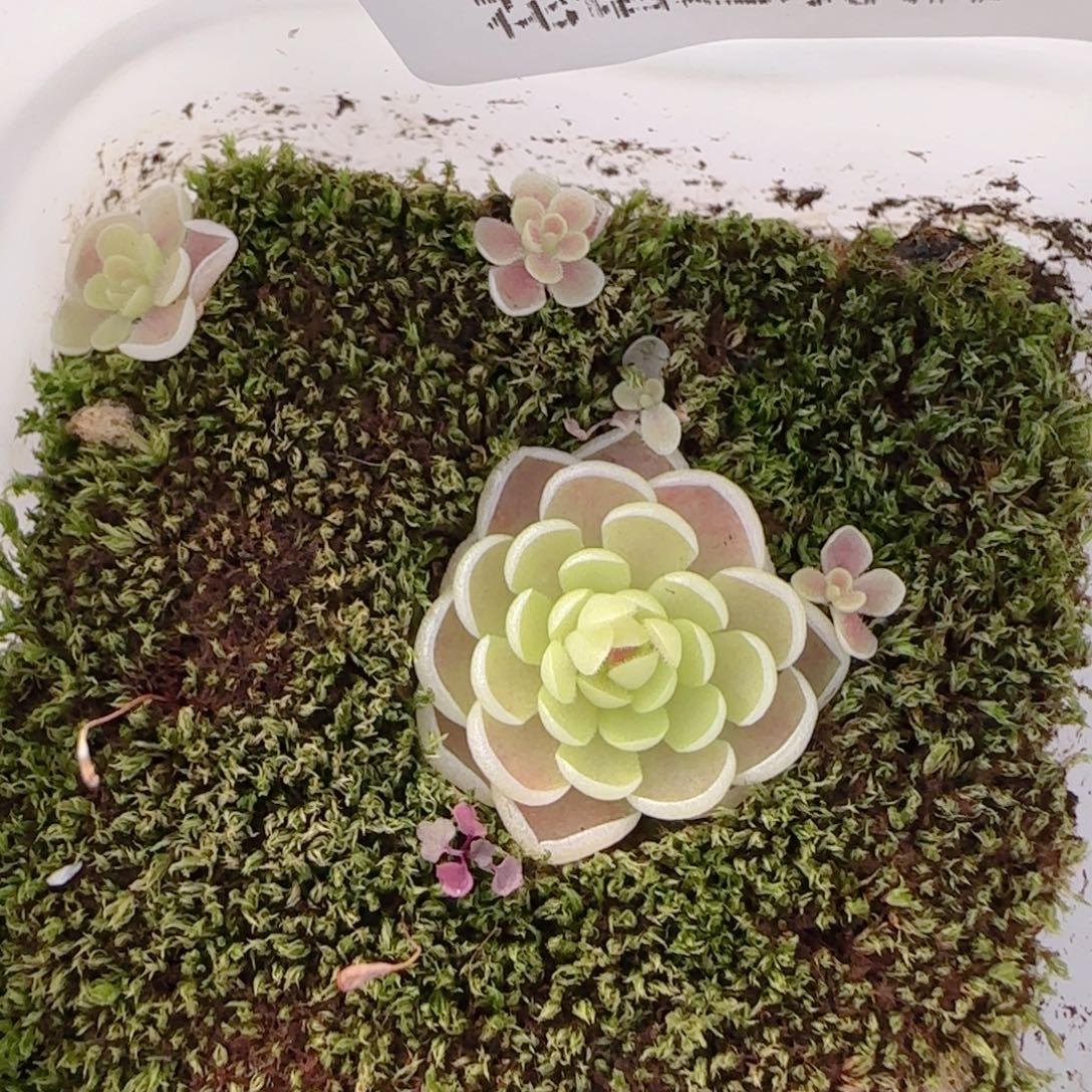 欢***喜花语多肉1212-67爱丽丝