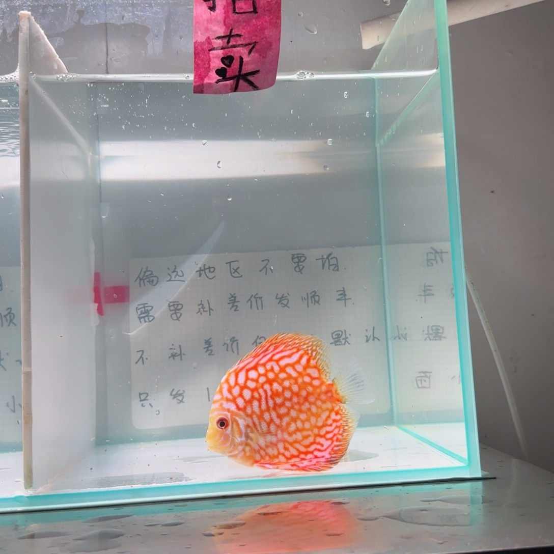 七彩神仙鱼七彩8-11