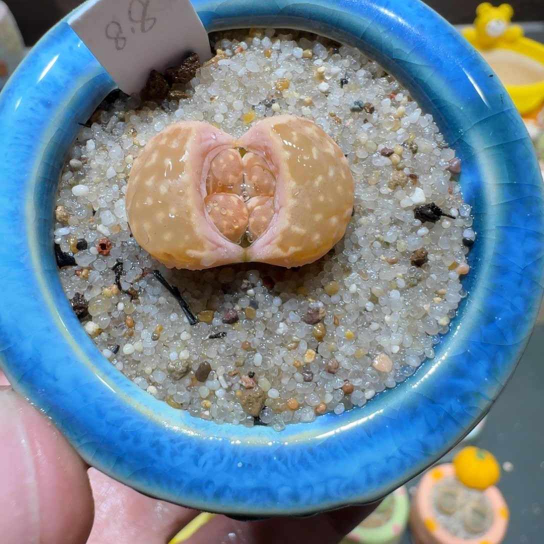 红陶蘑菇640寿丽