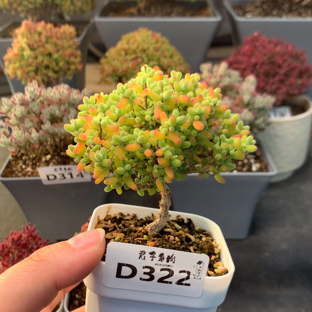 322蜜橘糖球            