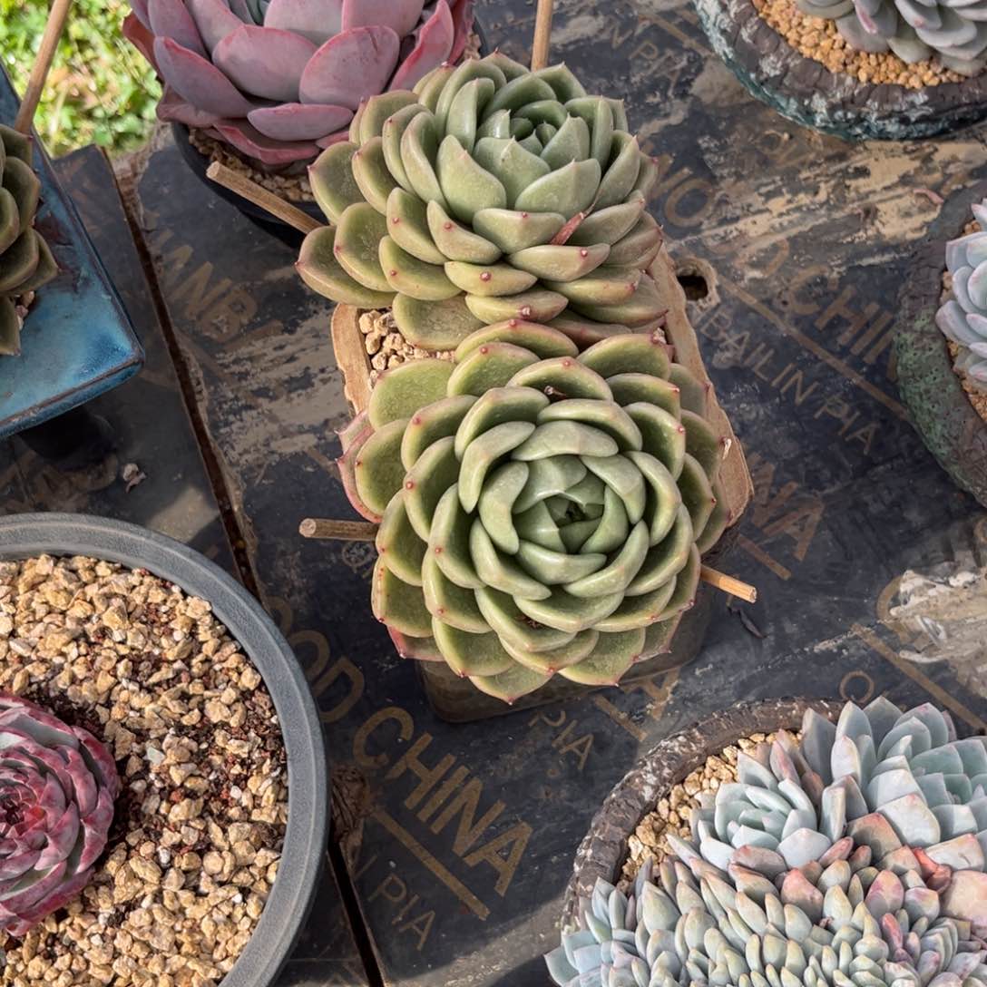 双头白玫瑰多肉寄养