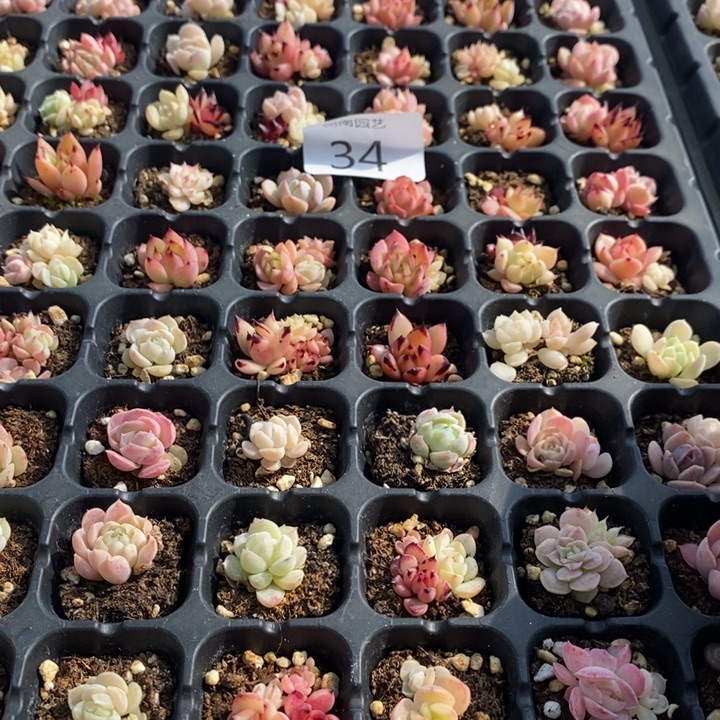 34 多肉植物盆栽花卉