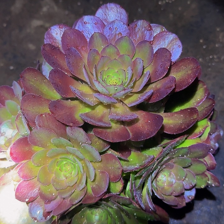 红心沙拉碗捧花亏本福利