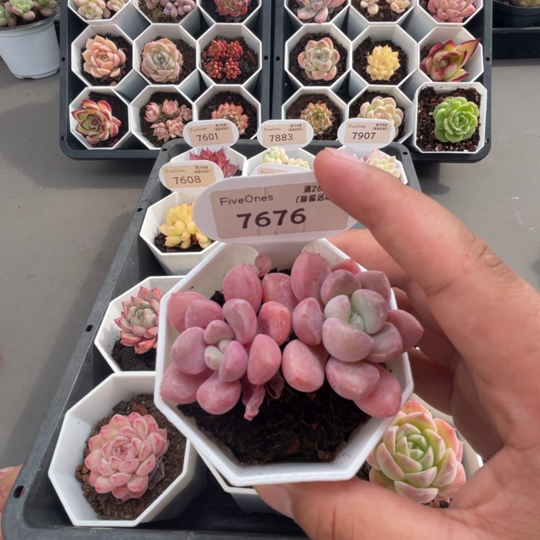 7676白鹭 4.5厘米