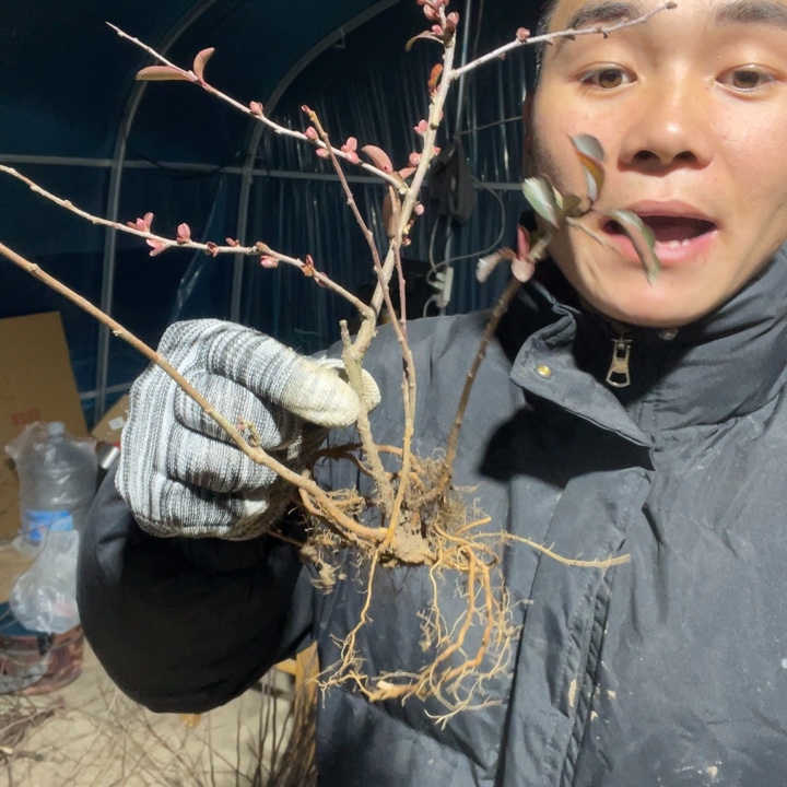 赤八重海棠花一颗苗