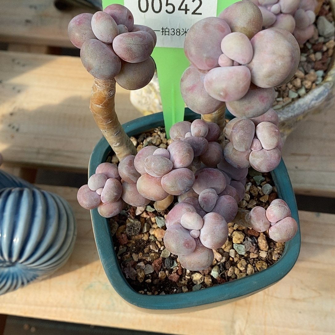 542太无趣璐璐嗯我哦耶