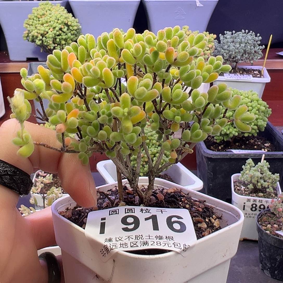 916小星星一物一拍