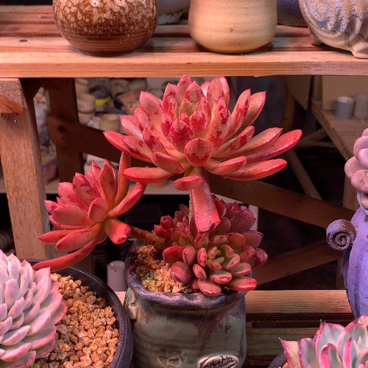 多肉z z z z z z z