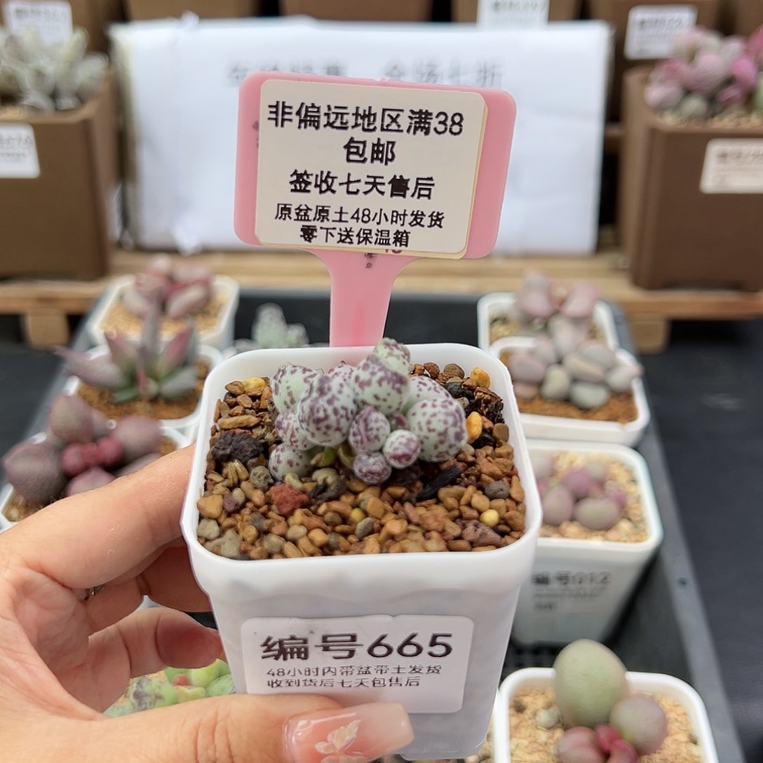 洪*665达摩海豹多肉植物