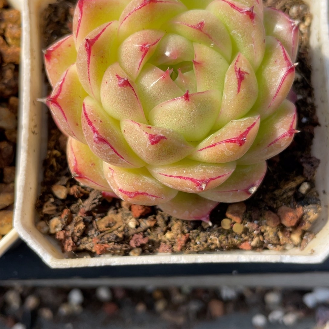 Z1897油包边线麦秆孤品5.8cm