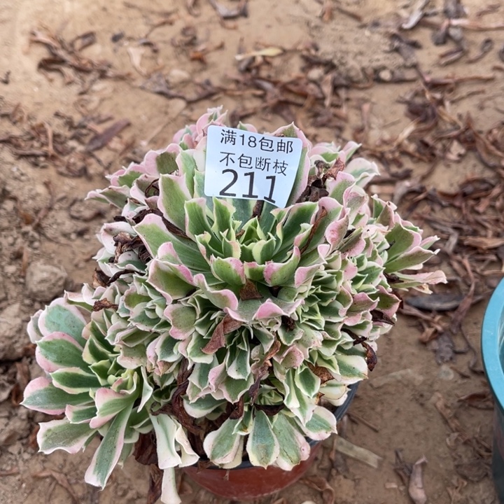 211白凤小手捧1北法师