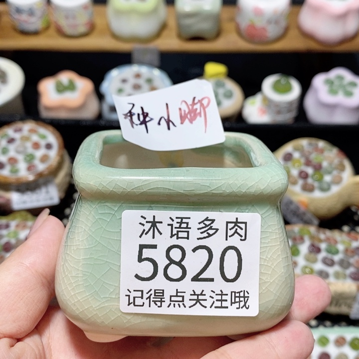 艾***露带盆土植物 一物一拍5820