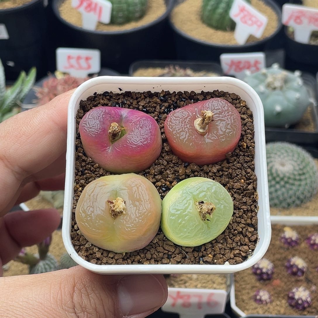 四颗多彩毛汉尼 致远多肉