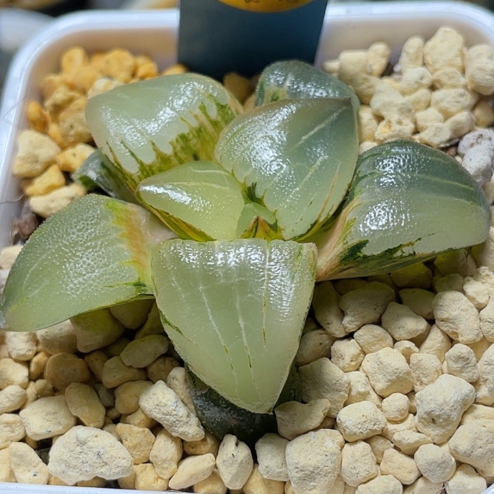 520糯阿锦特选福利一物