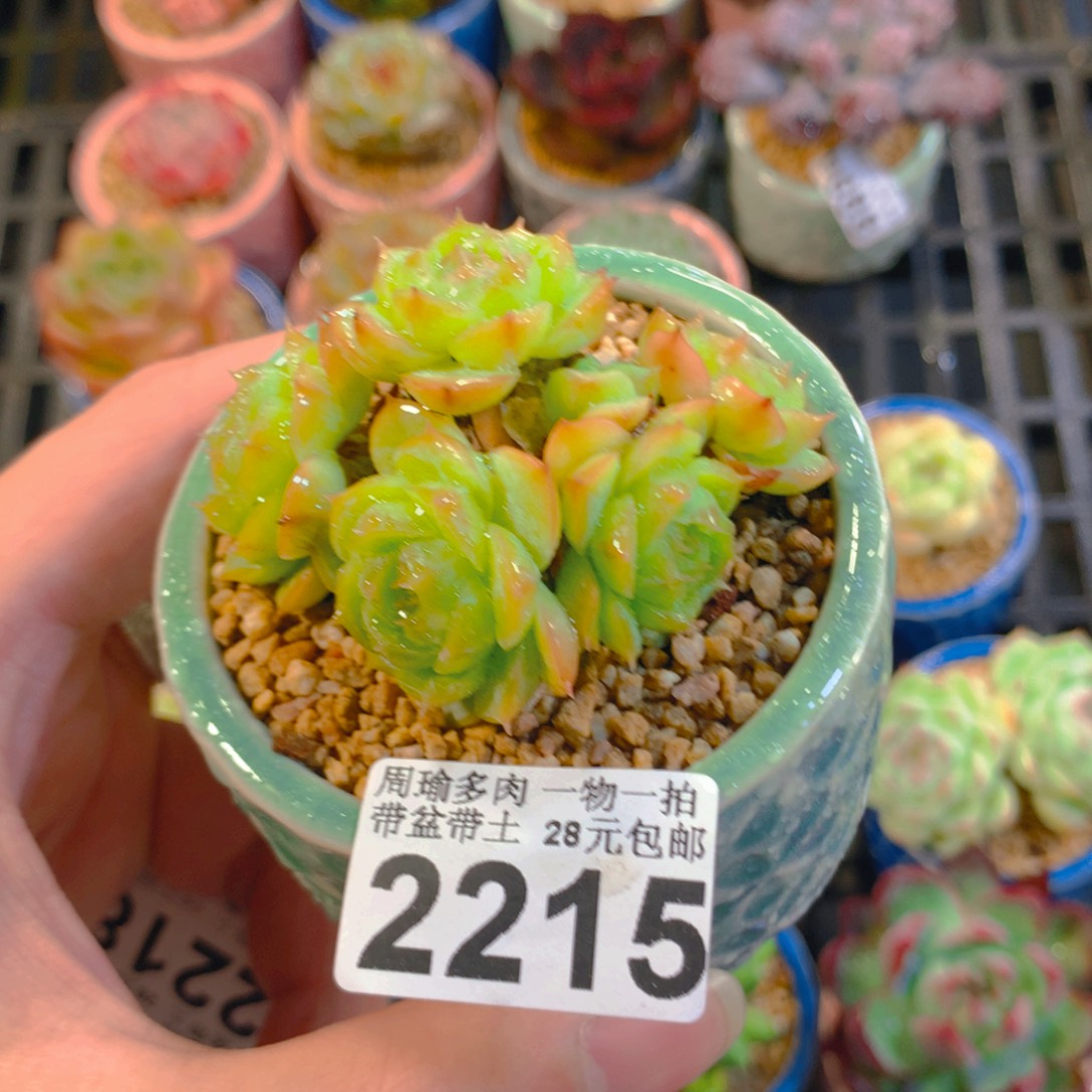 5厘米盆精控多肉2215