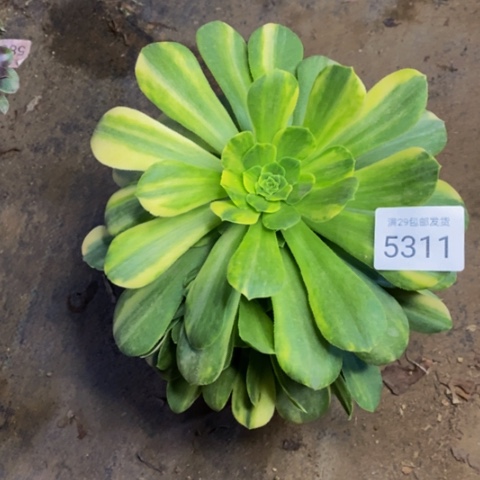 五彩多肉植物5311