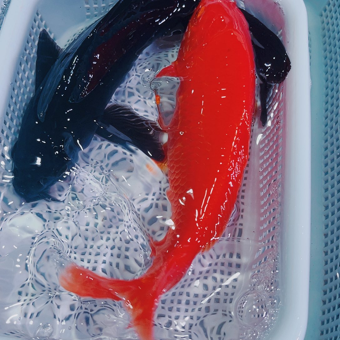 锦鲤锦鲤冷水观赏鱼