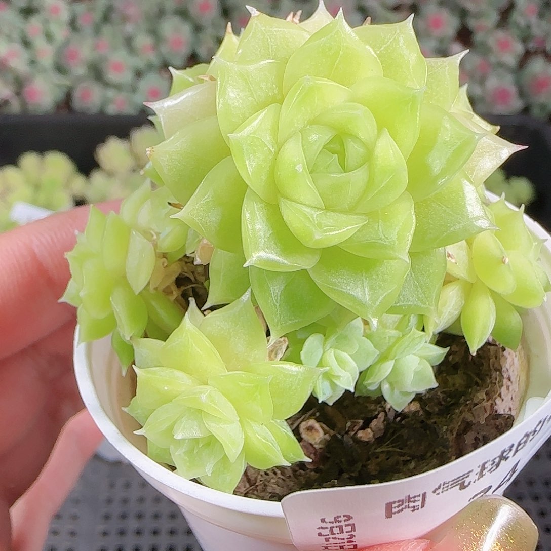 0921-34麦秆优选不包整