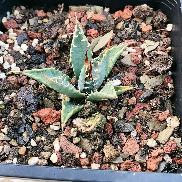 【闪购商品】无花朵宋*龙舌兰妖炎