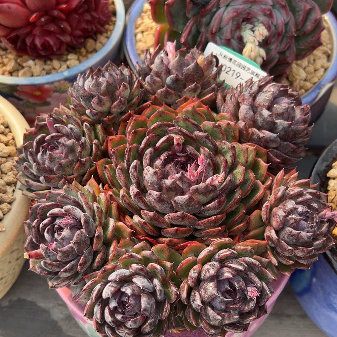 从前慢多肉精选编号0219.401