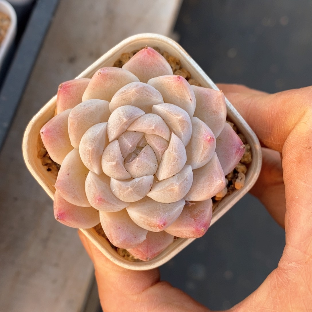 精品多肉一物一拆不包整100