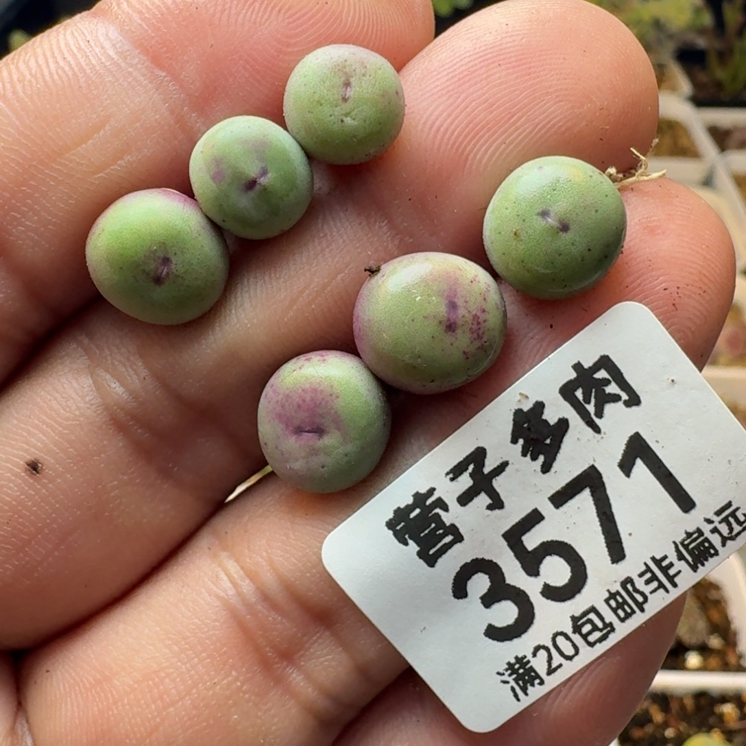 中嘴                      