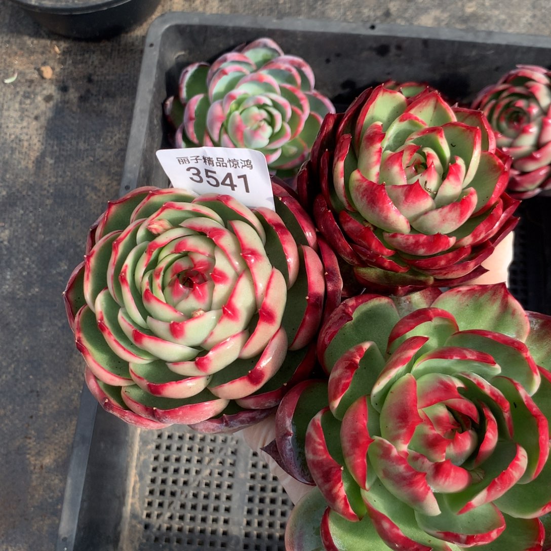 响***）3541一物一拍3颗8厘米