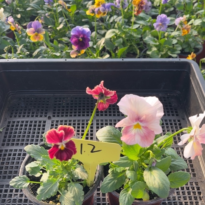 当前无花朵，栽培后可花朵角堇12无售后