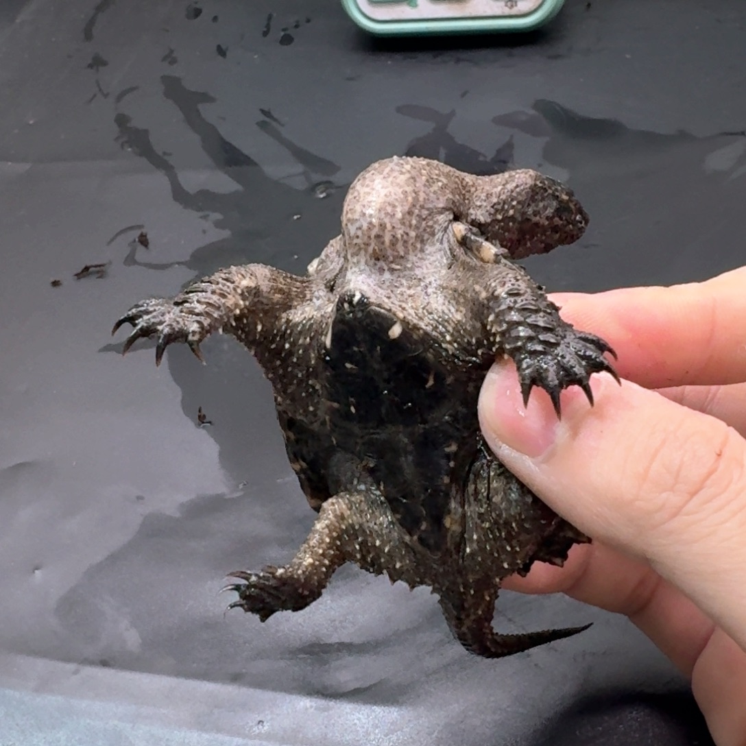 宠物龟不分公母111