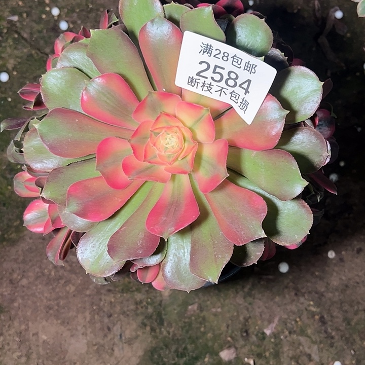 2584香妃多肉植物