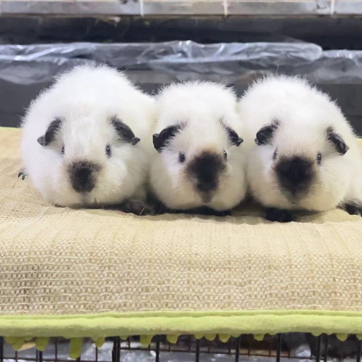 宠物荷兰猪豚鼠天竺鼠活物家庭饲养直播间挑选通用链接