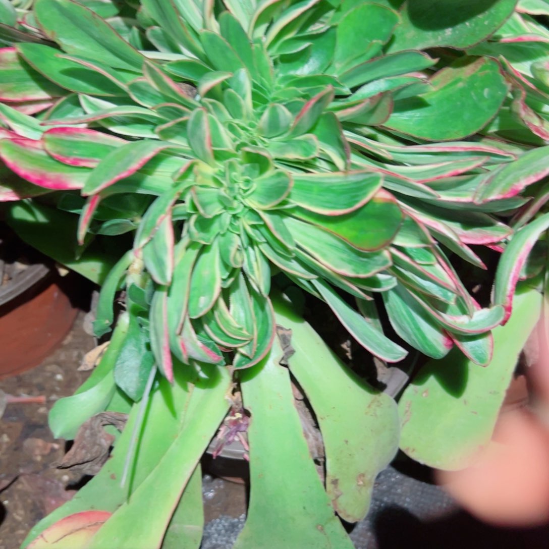 我3176 号多肉法师新年福利