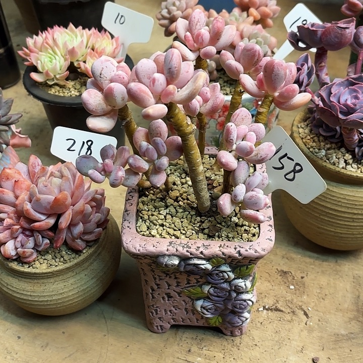 多肉植物，稻田鸡158