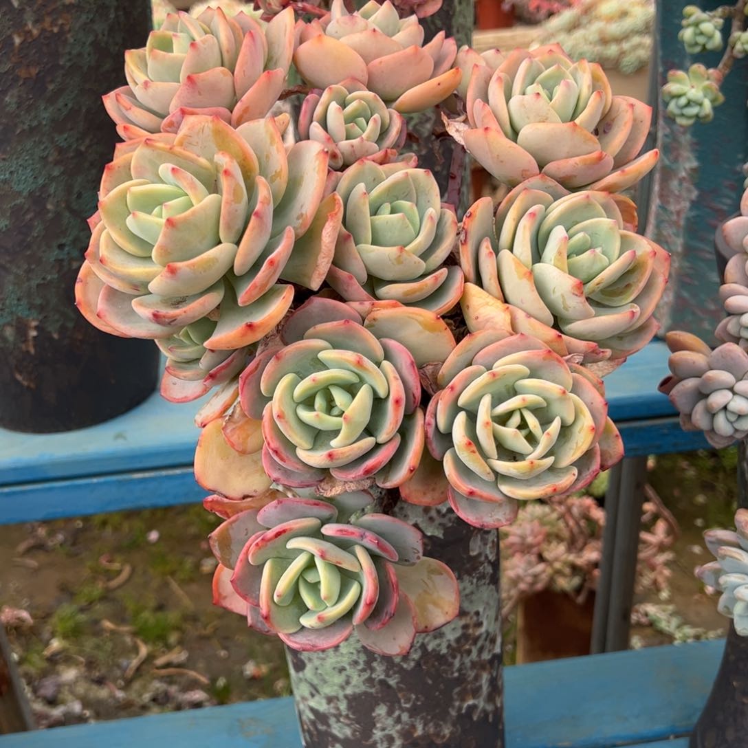 老桩白月光裸肉发