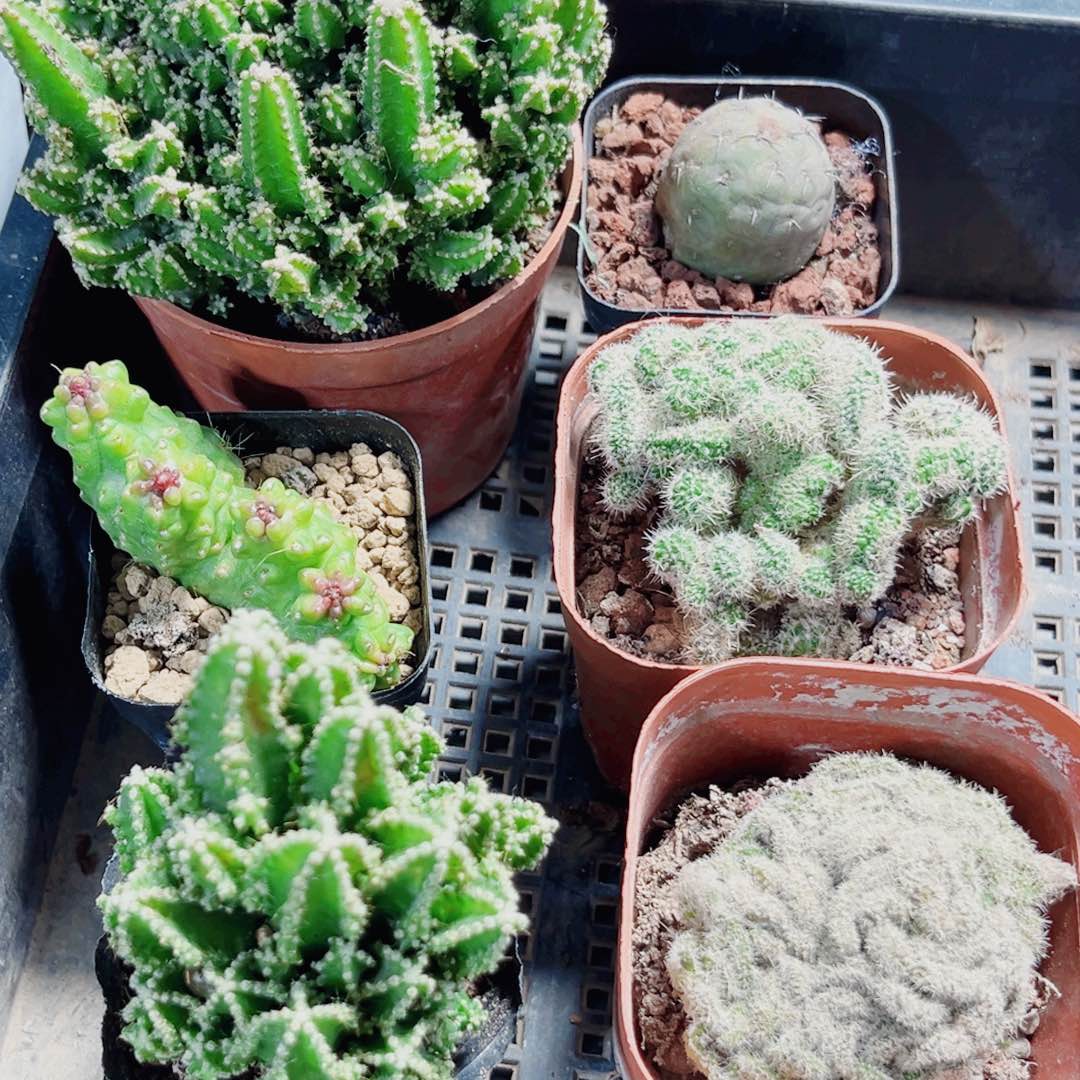 6棵漂亮肉肉多肉植物665