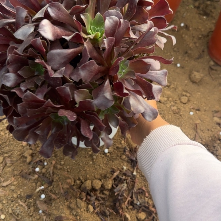 698 欧紫清棚处理不包断枝